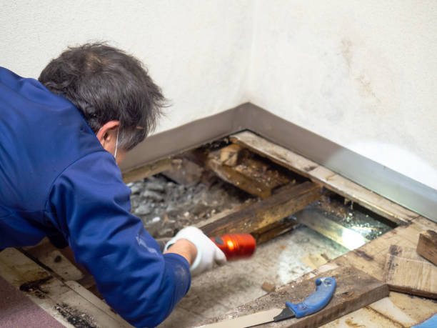 Best Crawl Space Mold Remediation in Westchase, FL