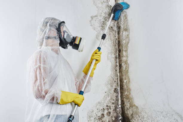 Best Industrial Mold Remediation in Westchase, FL