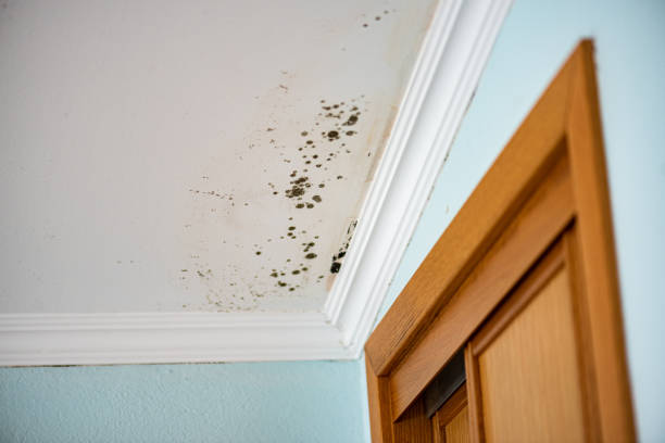 Best Basement Mold Remediation in Westchase, FL