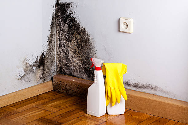 Best White Mold Remediation in Westchase, FL