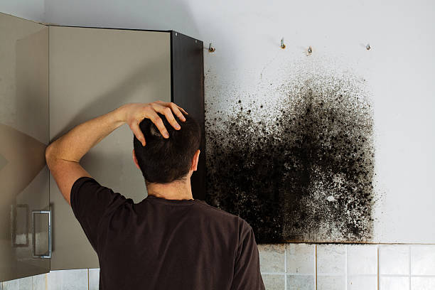 Best HVAC Mold Remediation in Westchase, FL